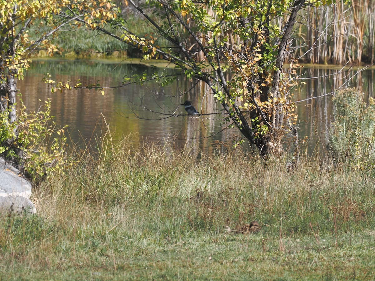 Belted Kingfisher - ML643602484