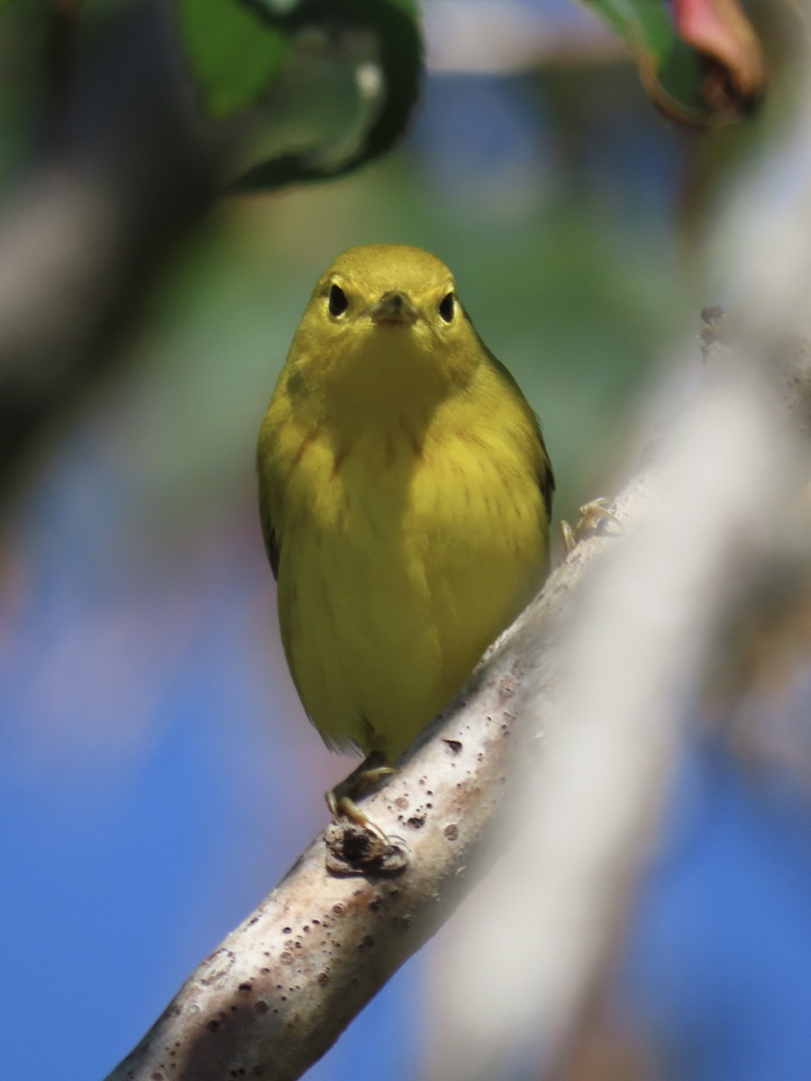Yellow Warbler (Northern) - ML643602485