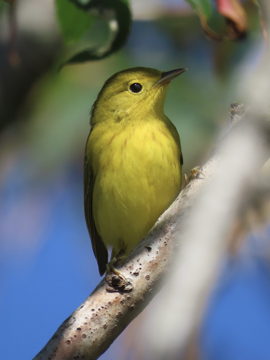 Yellow Warbler (Northern) - ML643602487