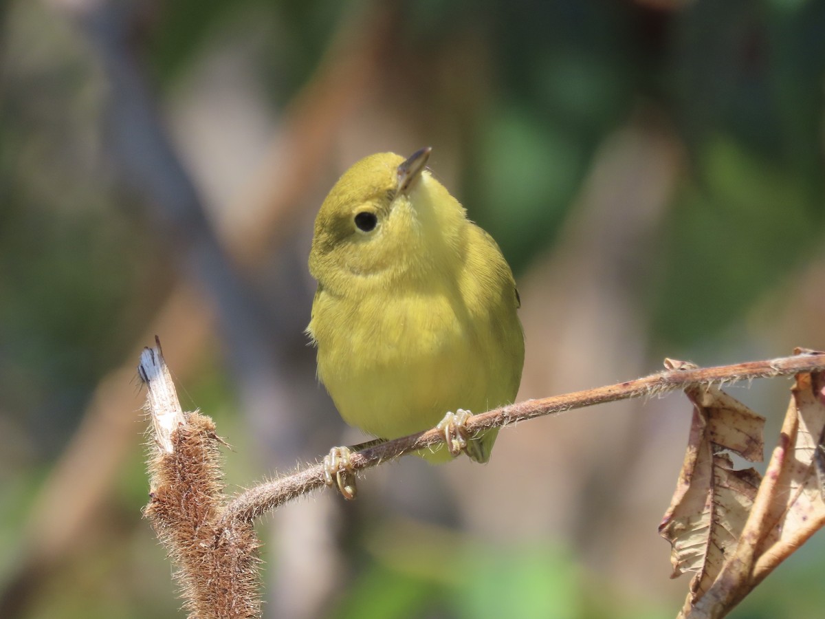 Yellow Warbler (Northern) - ML643602493