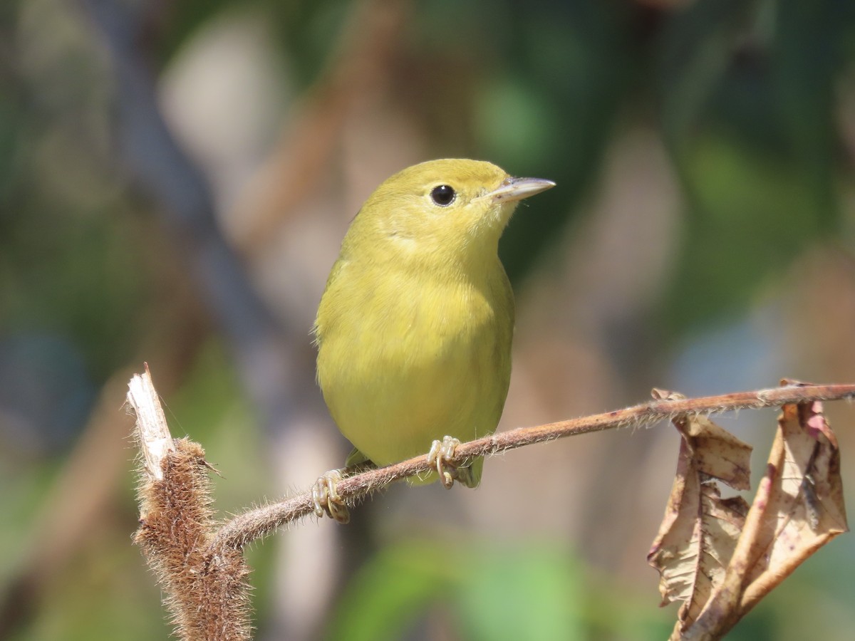Yellow Warbler (Northern) - ML643602494