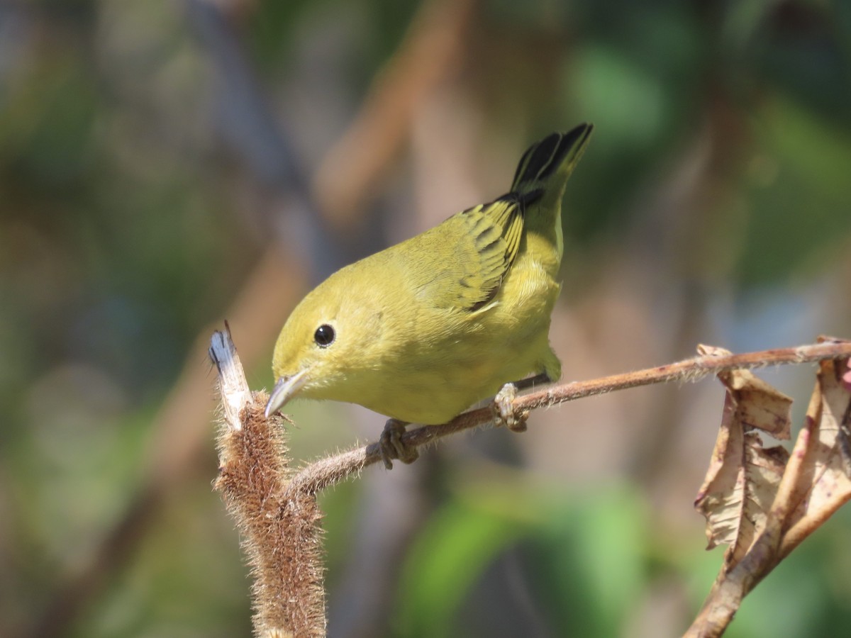 Yellow Warbler (Northern) - ML643602497