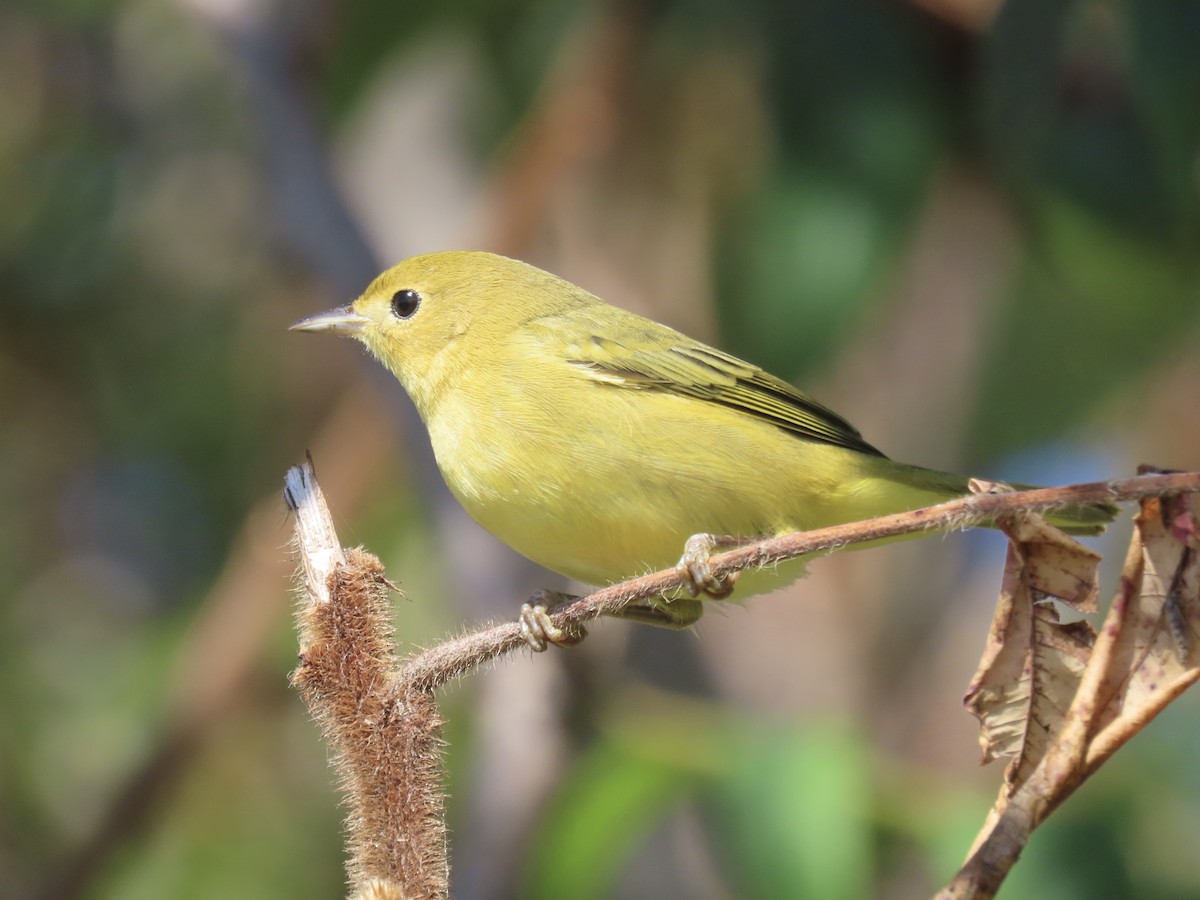 Yellow Warbler (Northern) - ML643602498