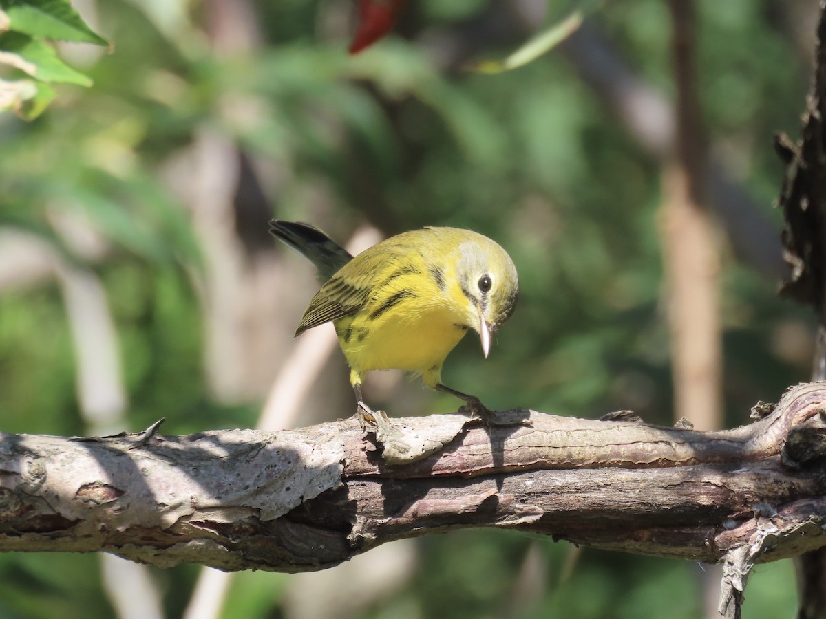Prairie Warbler - ML643602507