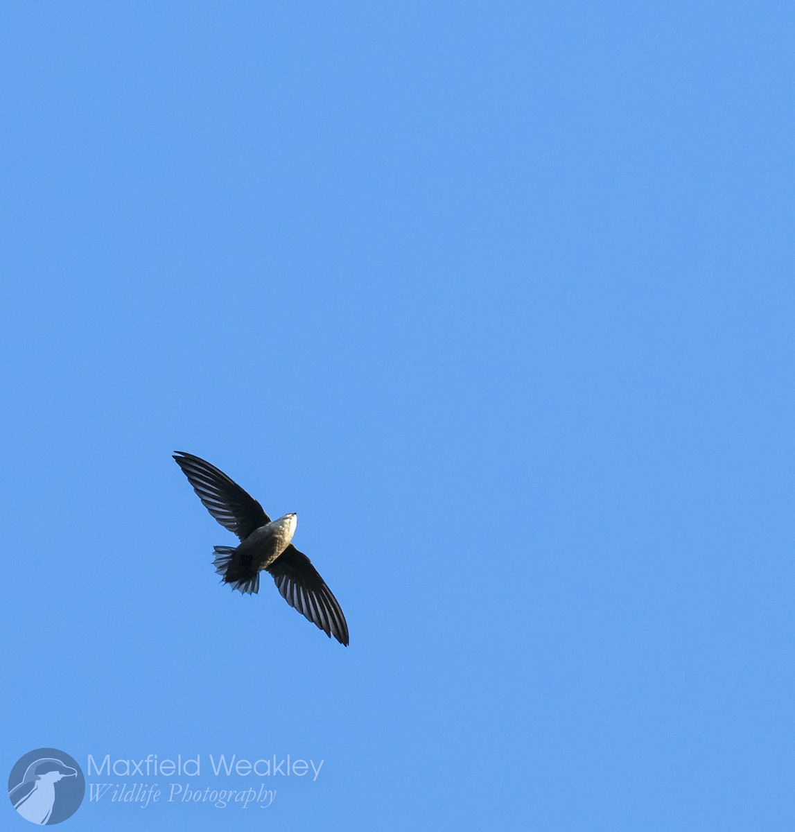 Chimney Swift - ML643602517