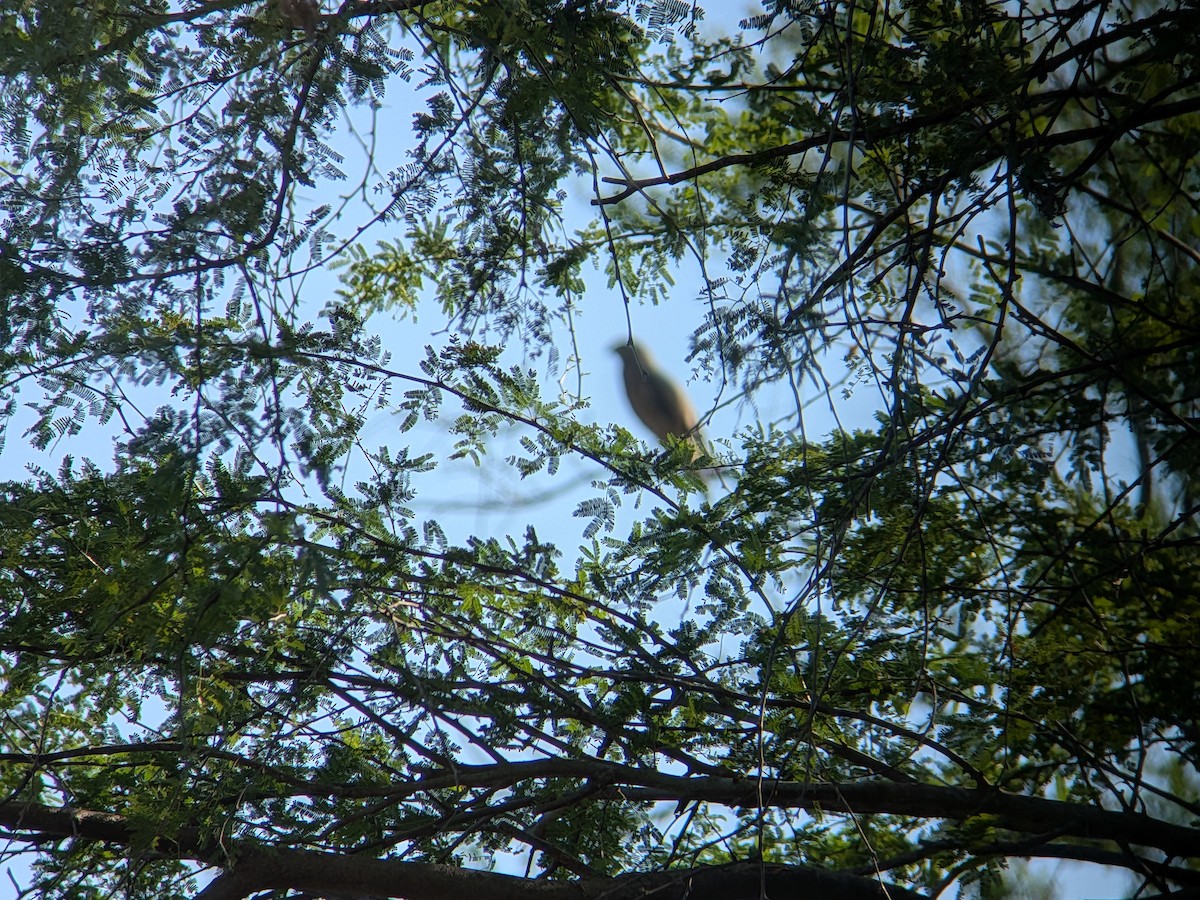 Roadside Hawk - ML643602533