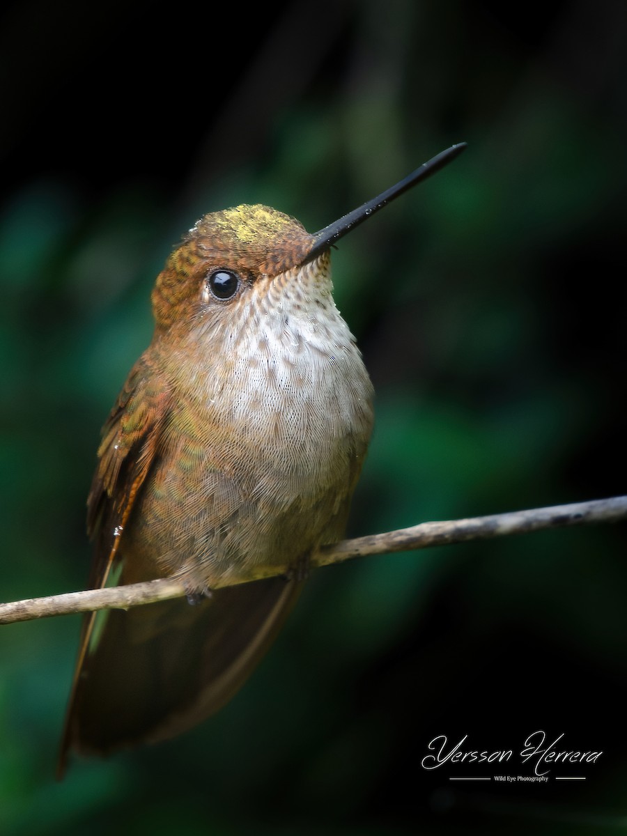 Bronzy Inca - ML643602548