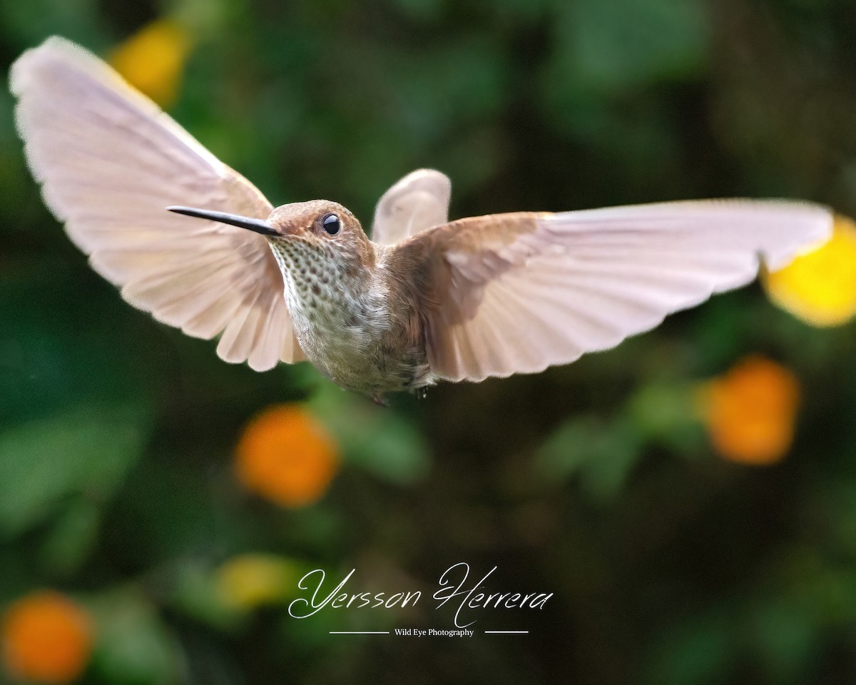 Bronzy Inca - ML643602549