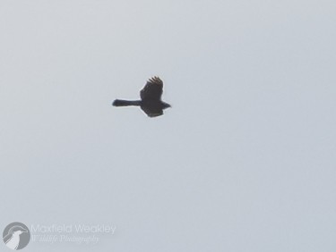 Aerospiza, Tachyspiza, Accipiter ou Astur sp. - ML643602572