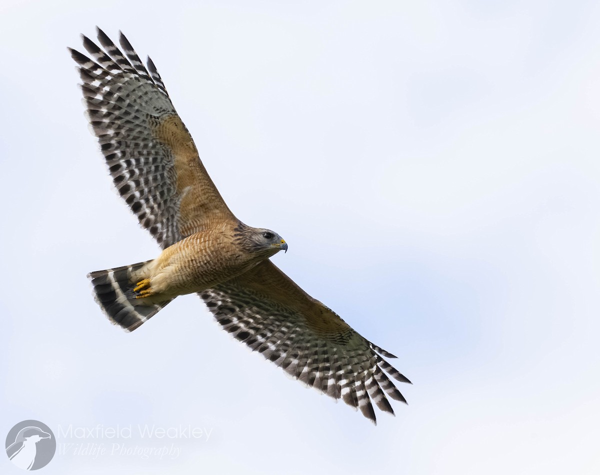 Red-shouldered Hawk - ML643602586