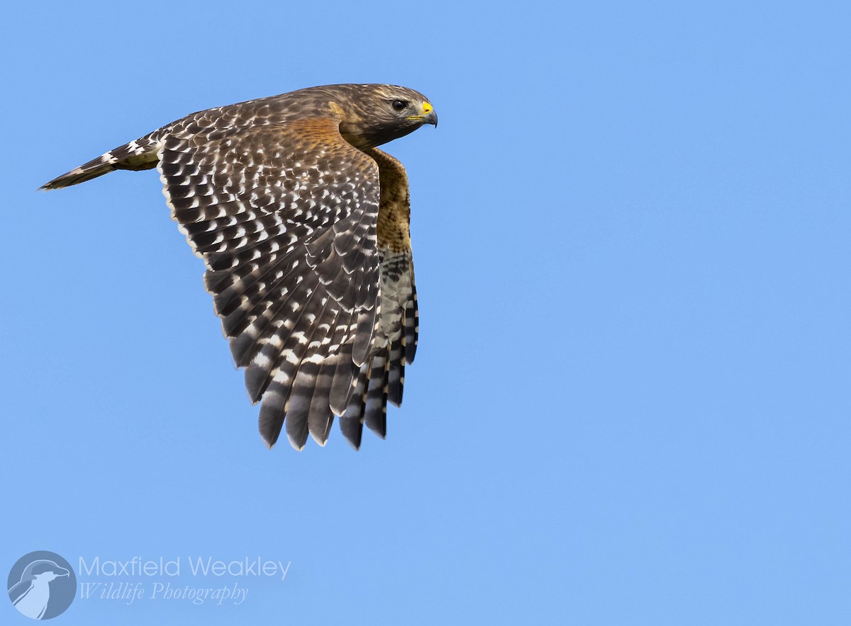 Red-shouldered Hawk - ML643602587