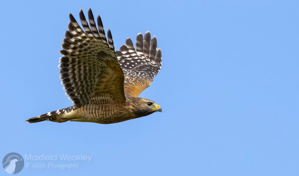 Red-shouldered Hawk - ML643602588