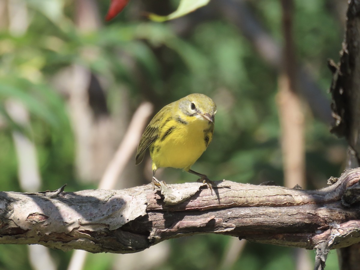 Prairie Warbler - ML643602597