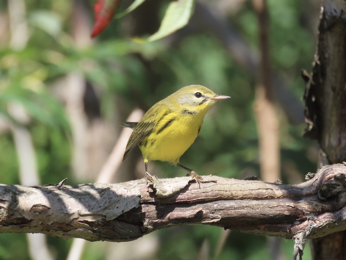 Prairie Warbler - ML643602598