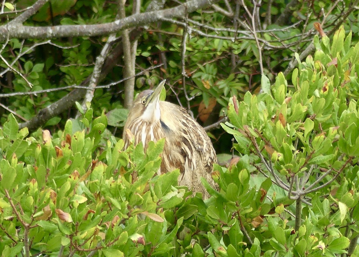 American Bittern - ML643602619