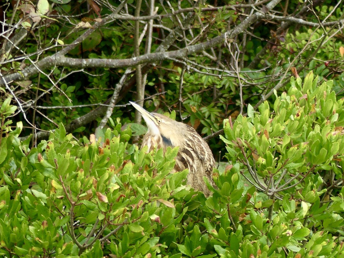 American Bittern - ML643602620