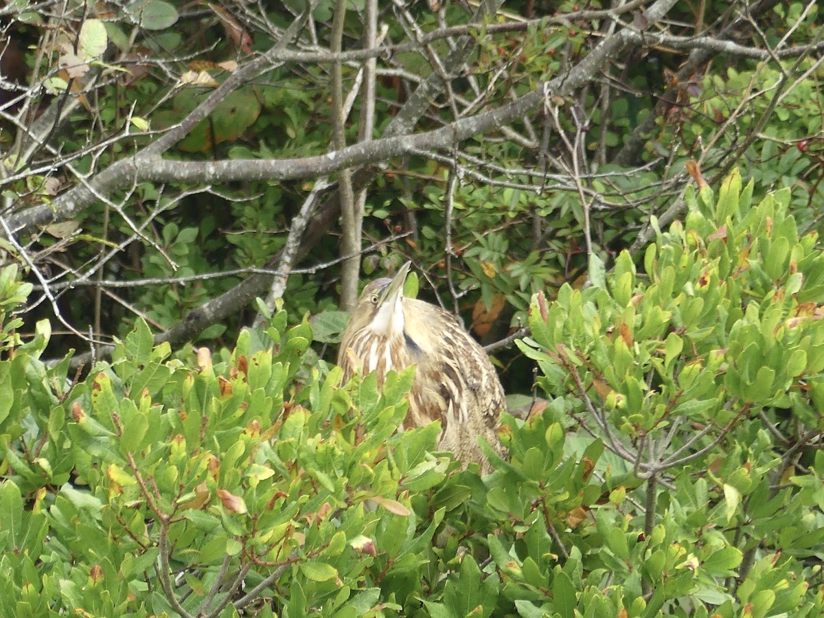 American Bittern - ML643602622
