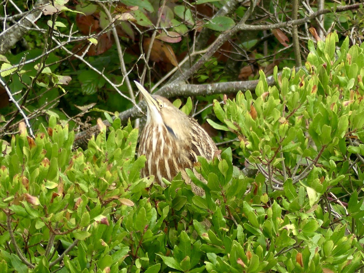 American Bittern - ML643602623
