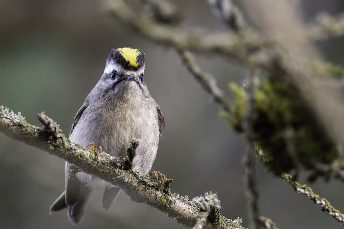 Golden-crowned Kinglet - ML643602627