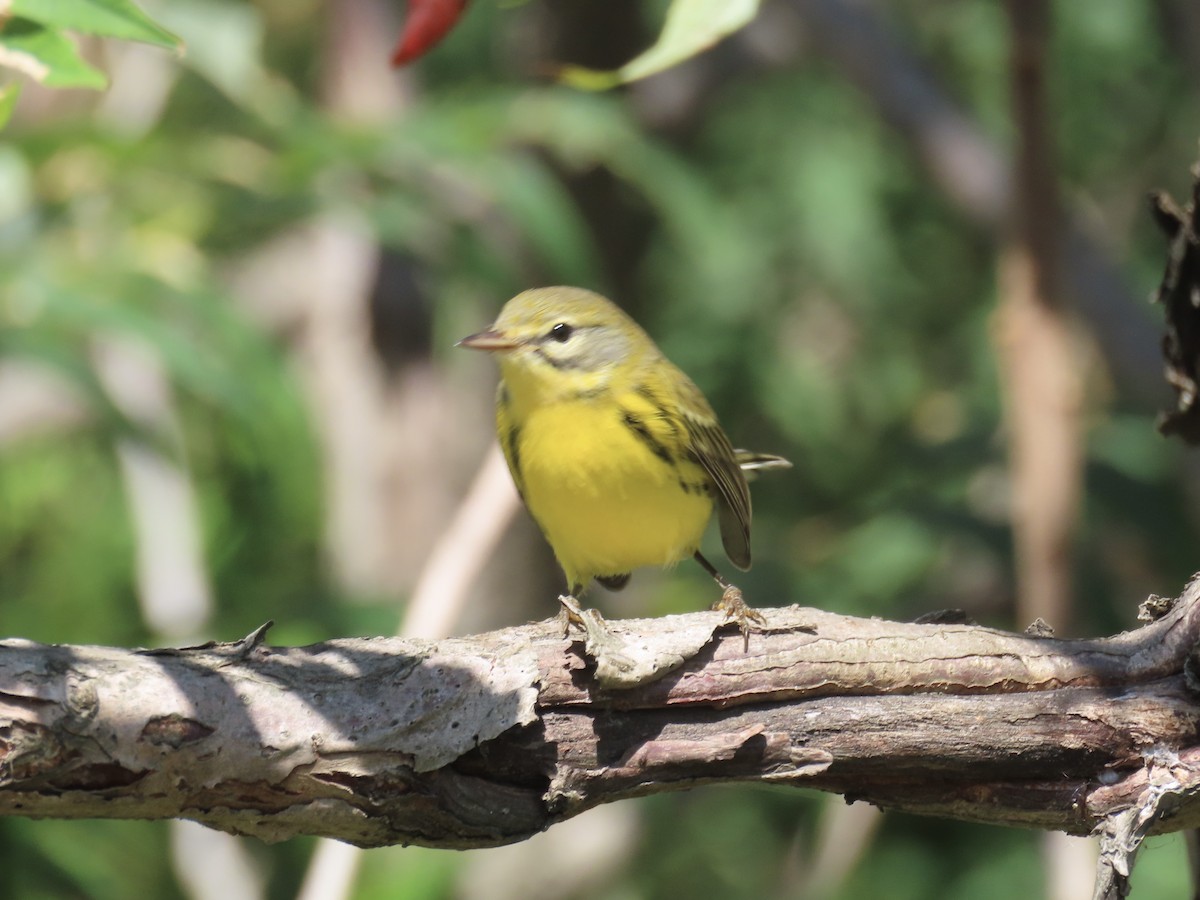Prairie Warbler - ML643602632