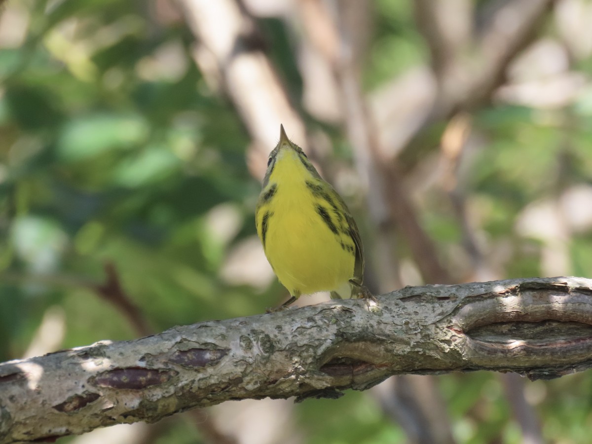 Prairie Warbler - ML643602633