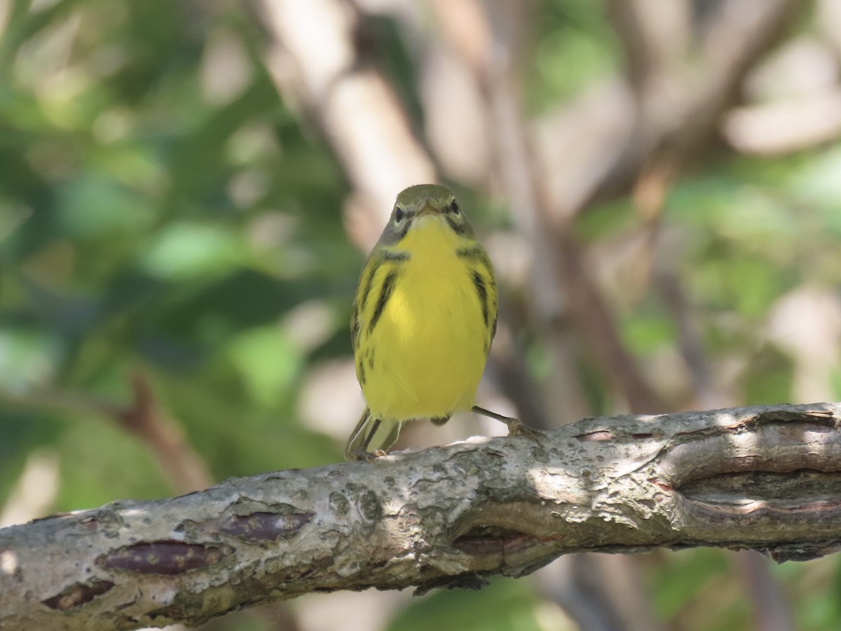 Prairie Warbler - ML643602636