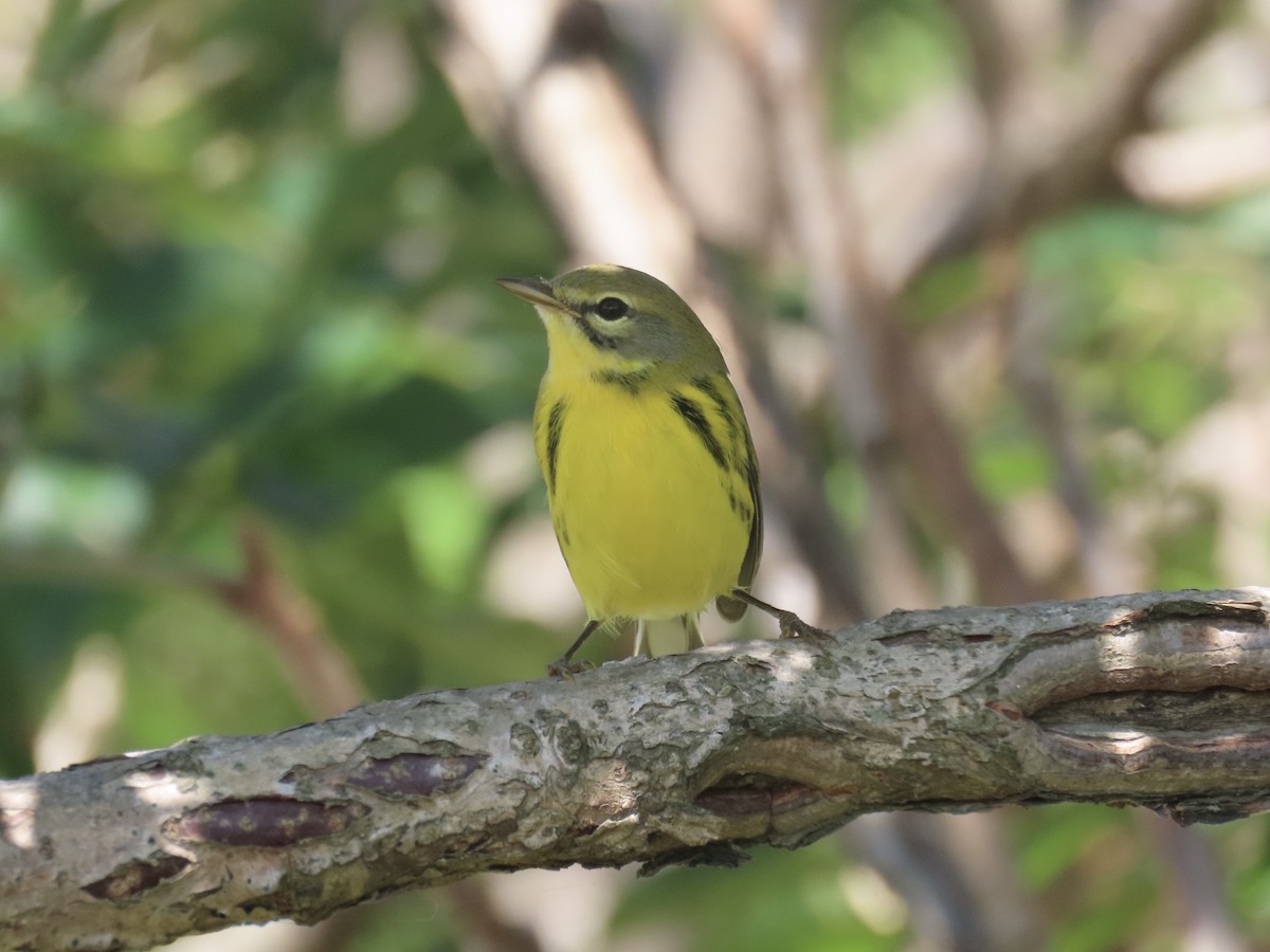 Prairie Warbler - ML643602639