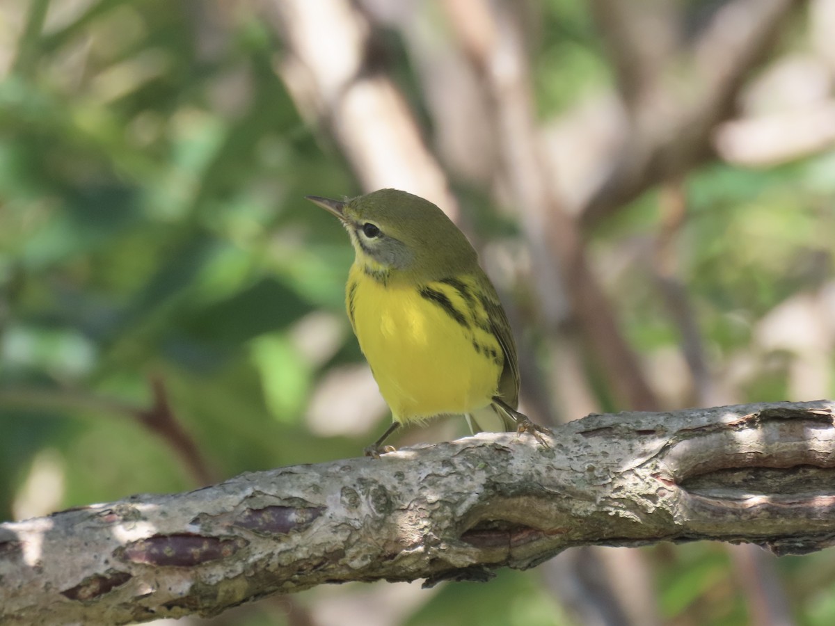 Prairie Warbler - ML643602646