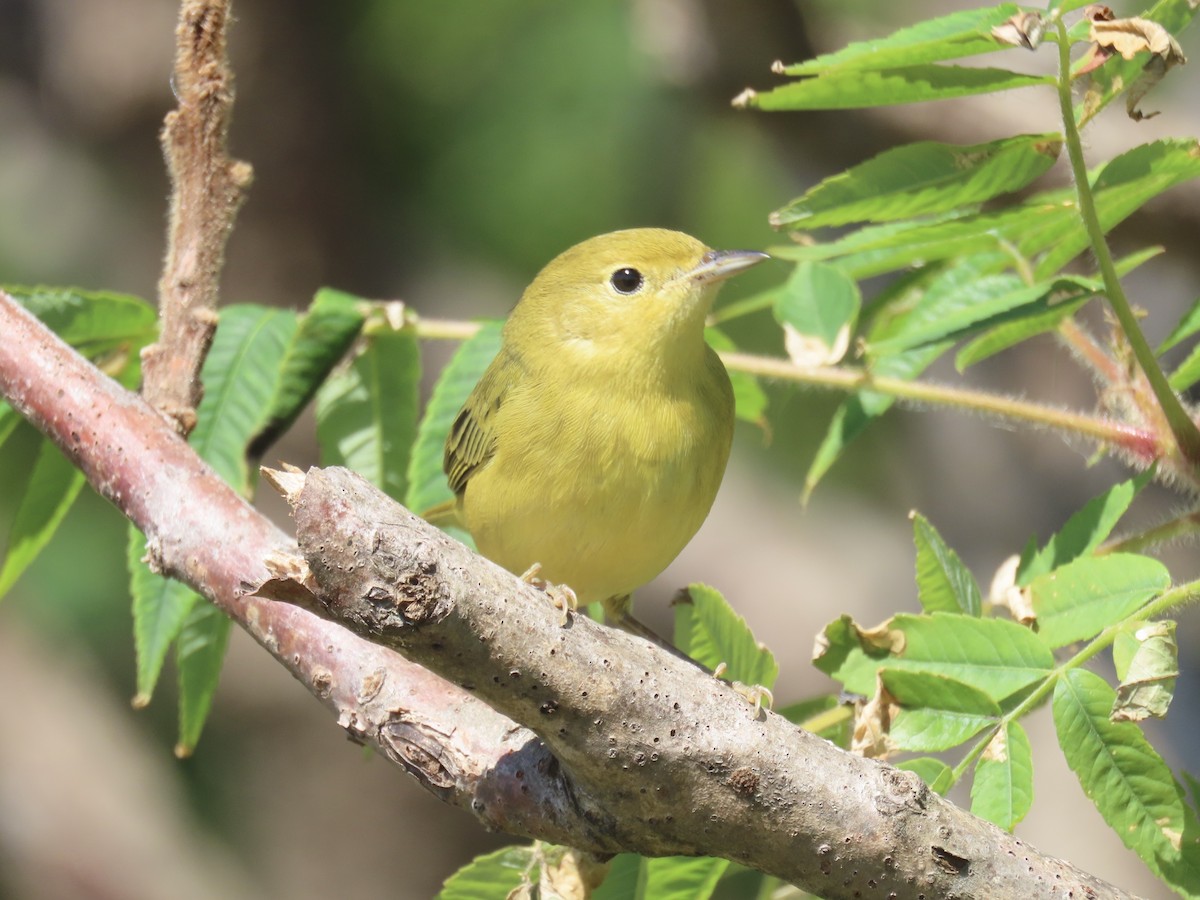 Yellow Warbler (Northern) - ML643602648
