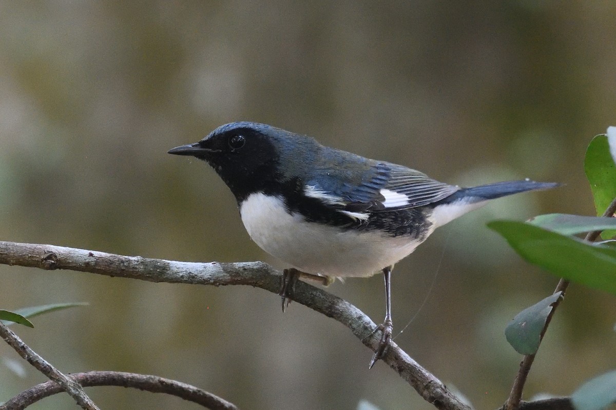 Black-throated Blue Warbler - ML643602649