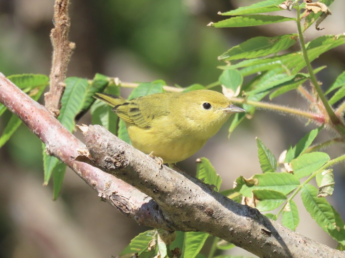 Yellow Warbler (Northern) - ML643602650