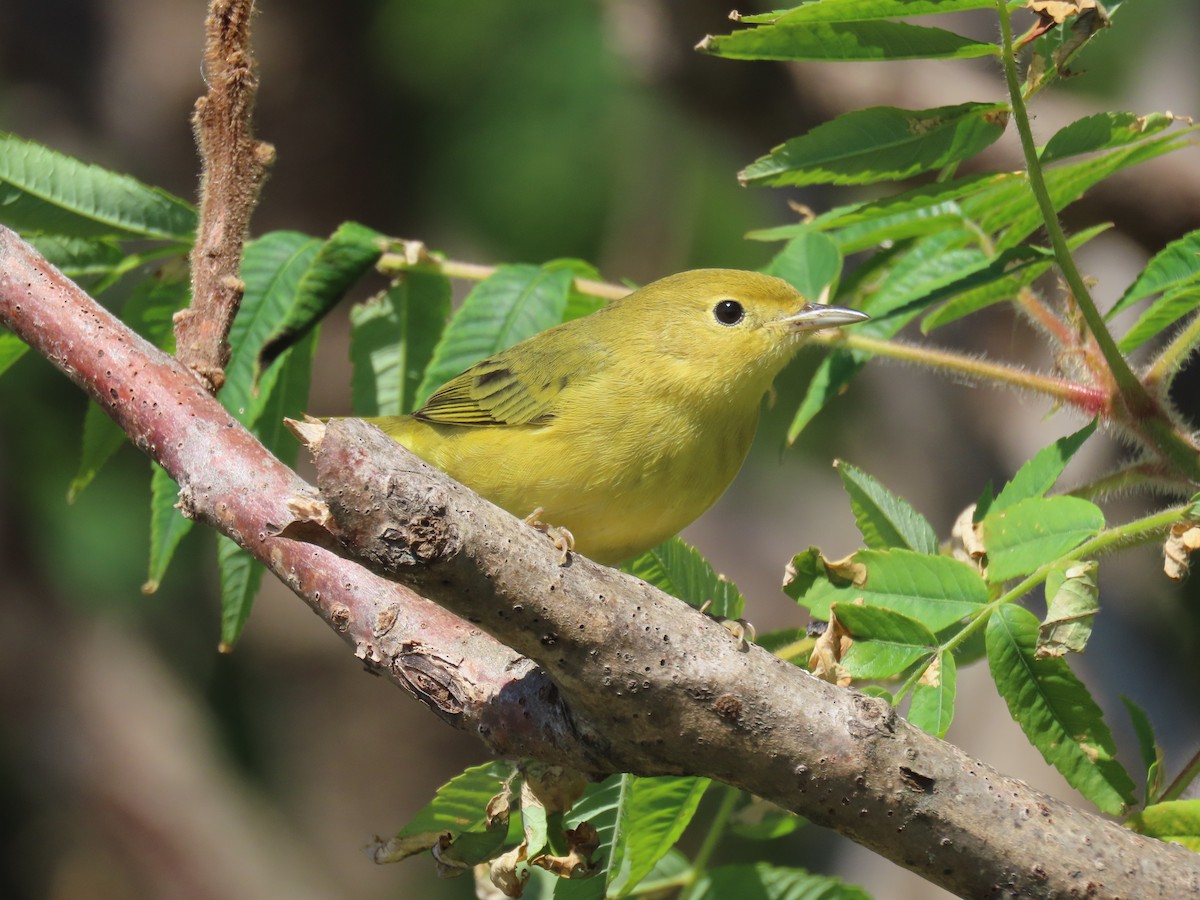 Yellow Warbler (Northern) - ML643602651