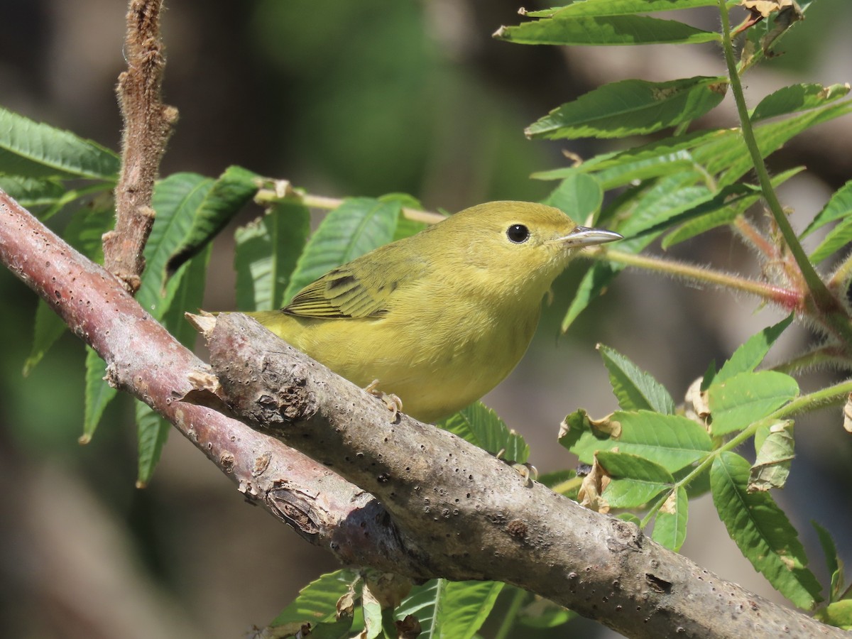 Yellow Warbler (Northern) - ML643602653