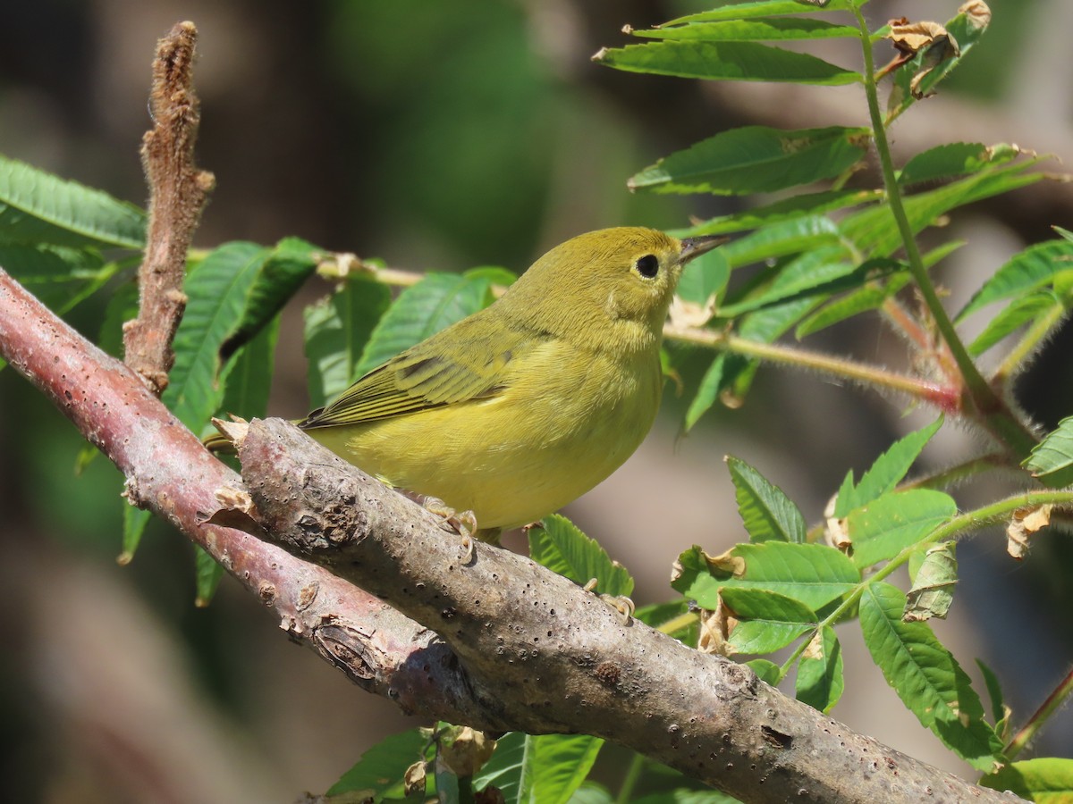 Yellow Warbler (Northern) - ML643602654