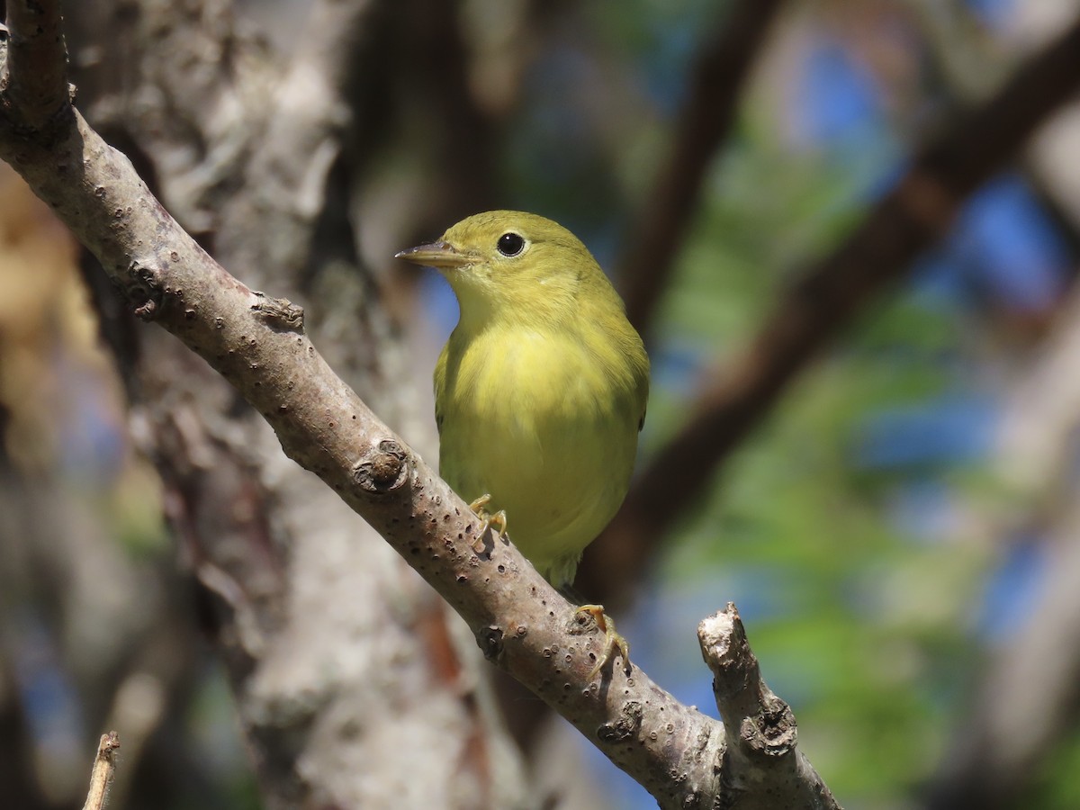 Yellow Warbler (Northern) - ML643602656