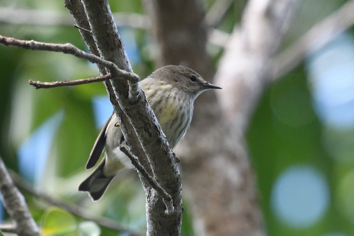 Cape May Warbler - ML643602657