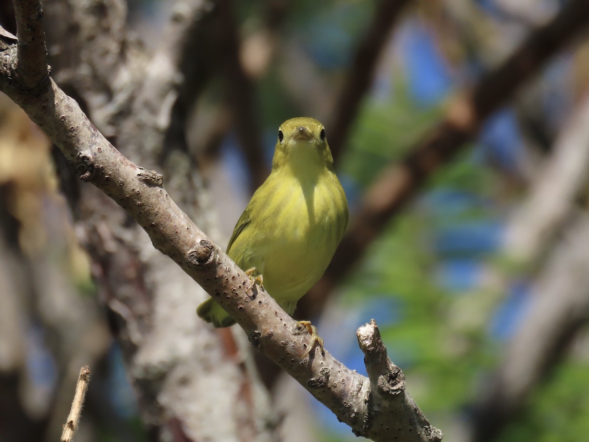Yellow Warbler (Northern) - ML643602658