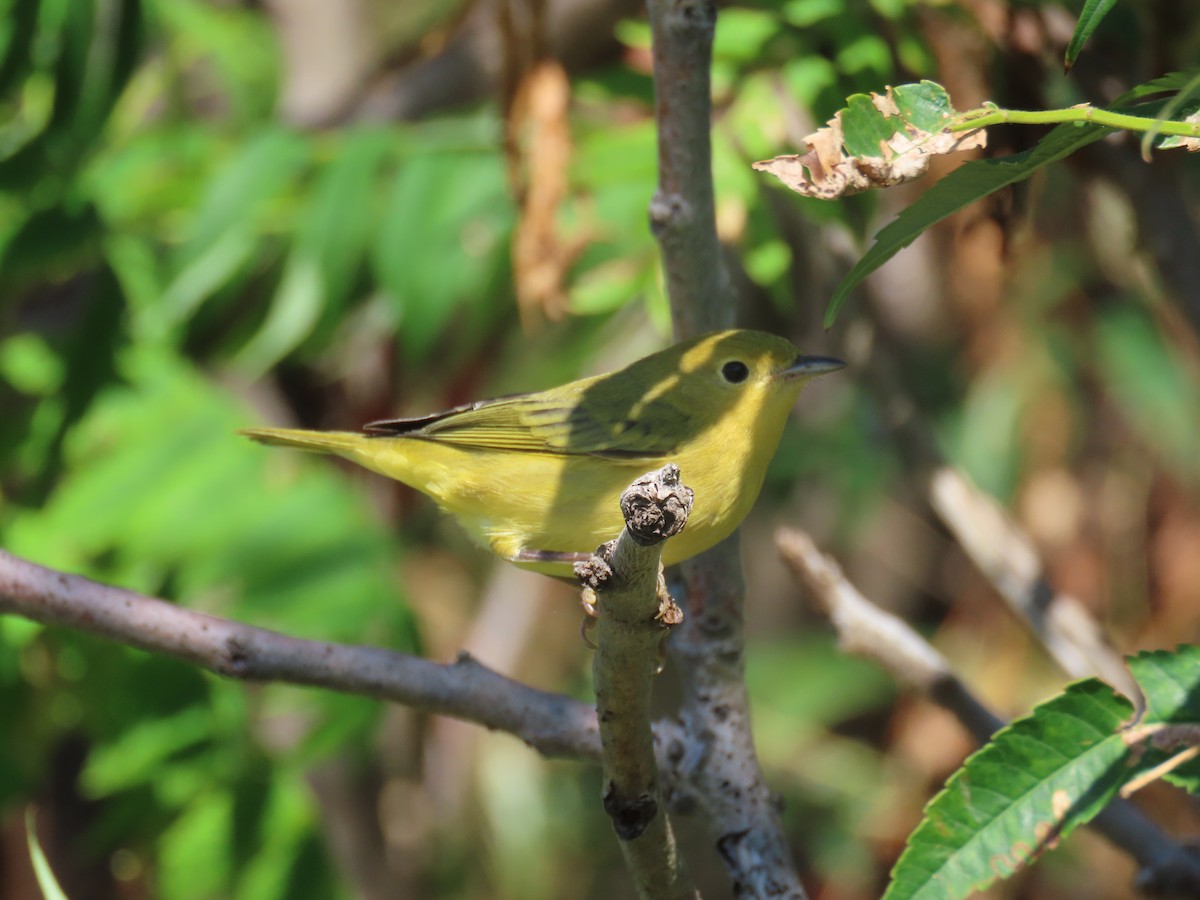 Yellow Warbler (Northern) - ML643602660