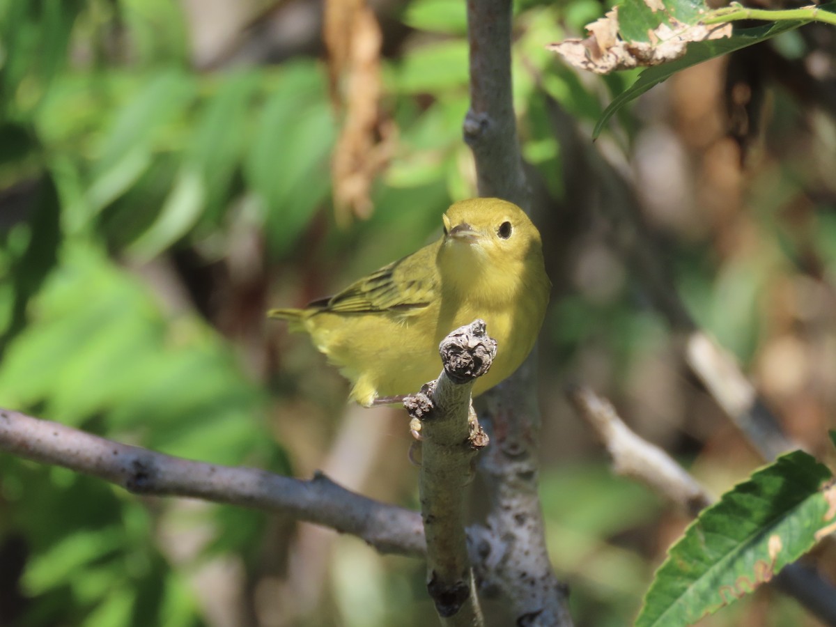 Yellow Warbler (Northern) - ML643602663