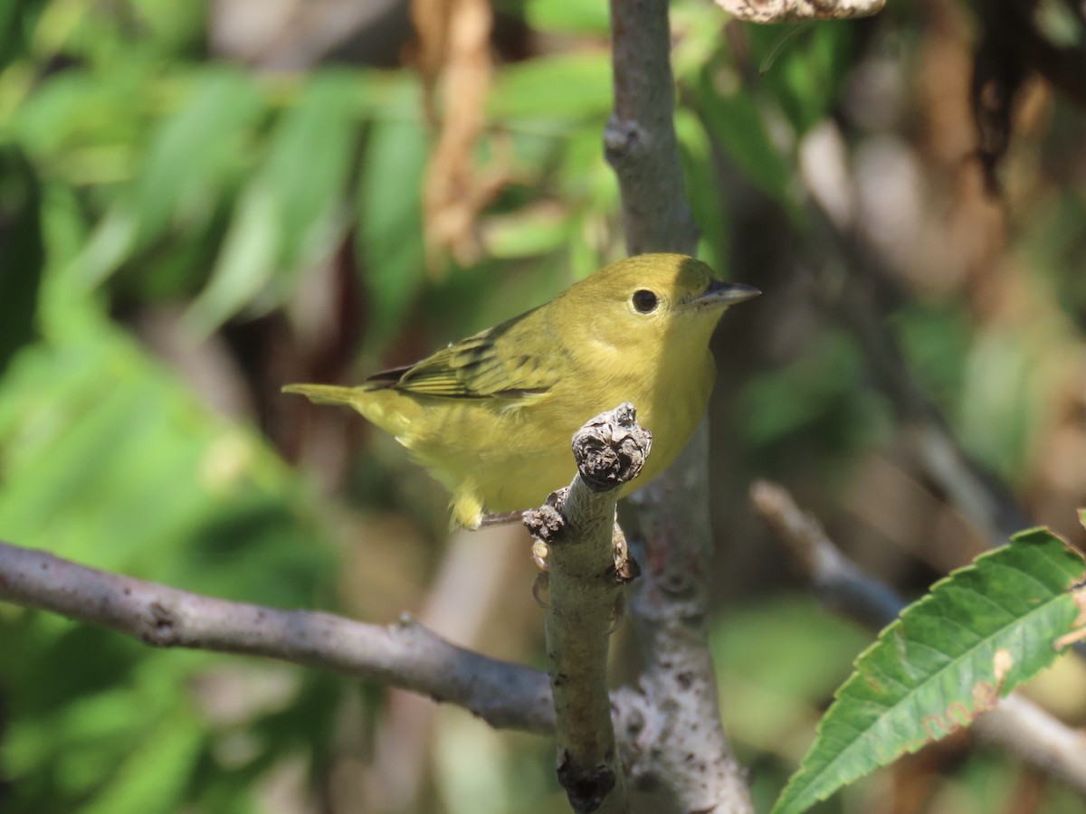 Yellow Warbler (Northern) - ML643602664