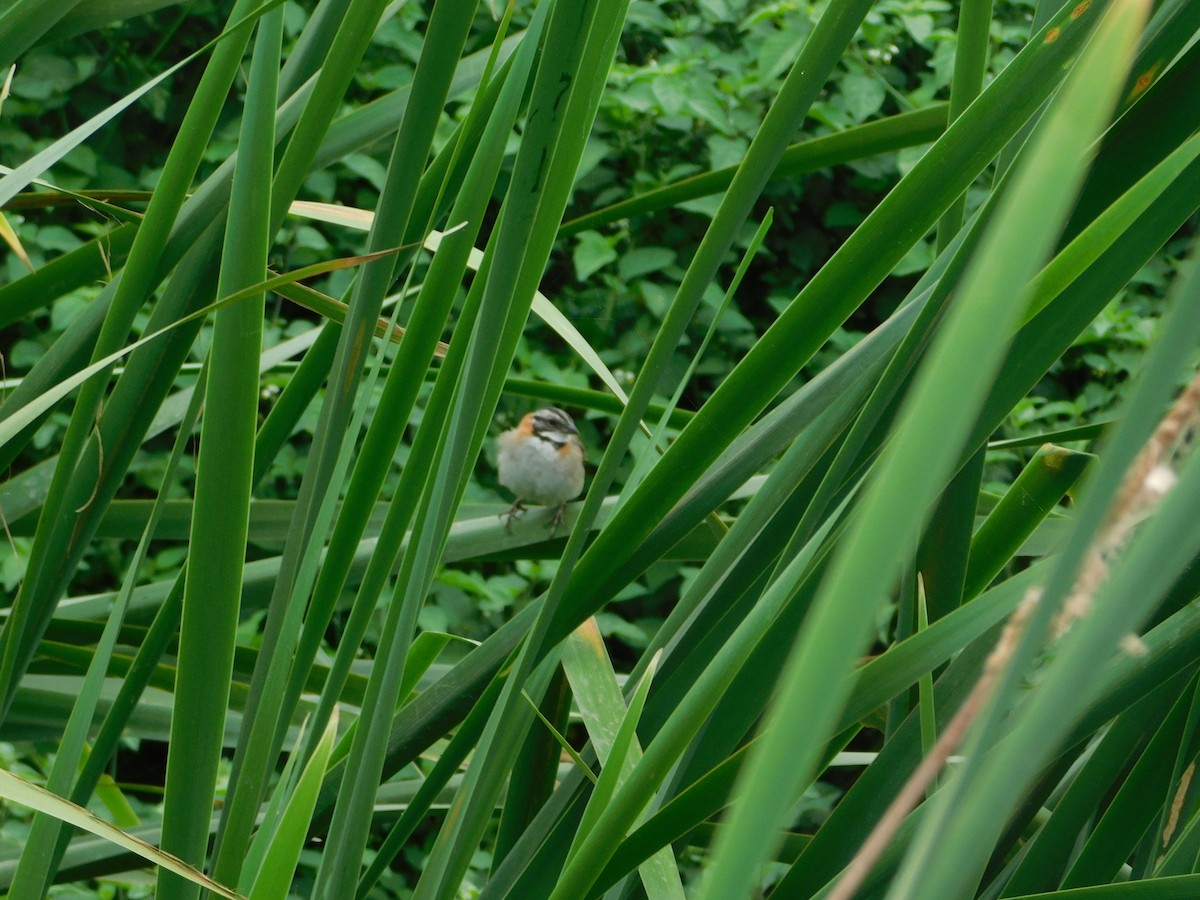 Rufous-collared Sparrow - ML643602665