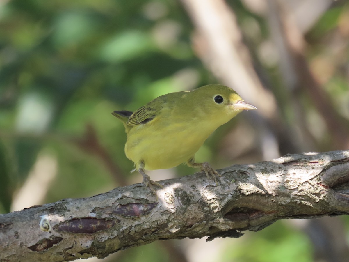 Yellow Warbler (Northern) - ML643602668