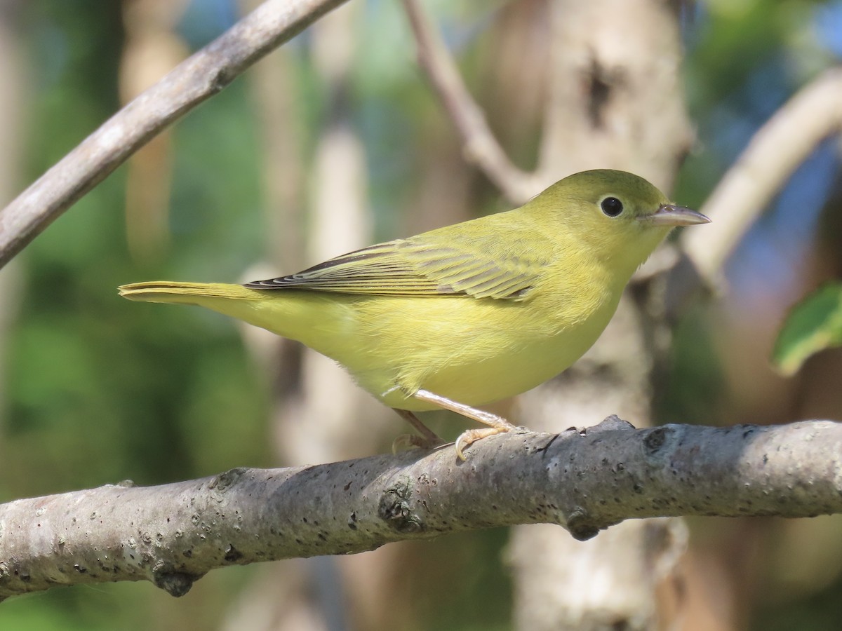Yellow Warbler (Northern) - ML643602679
