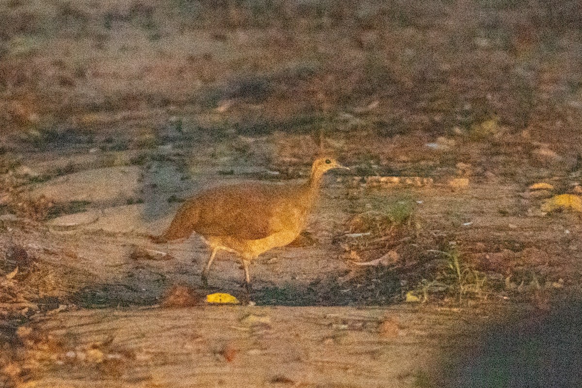 Solitary Tinamou - ML643602691