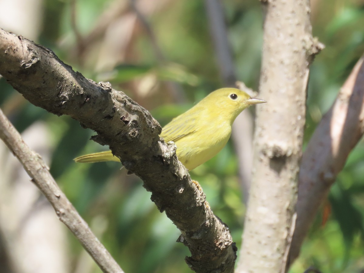 Yellow Warbler (Northern) - ML643602705