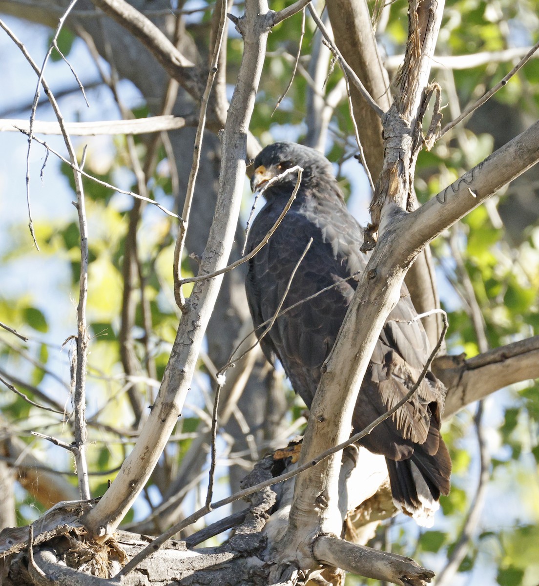 Common Black Hawk - ML643602715