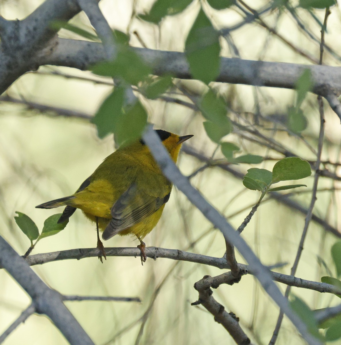 Wilson's Warbler - ML643602728