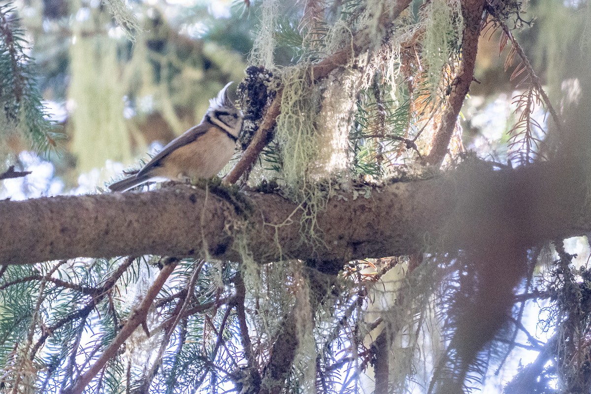 Mésange huppée - ML643602745