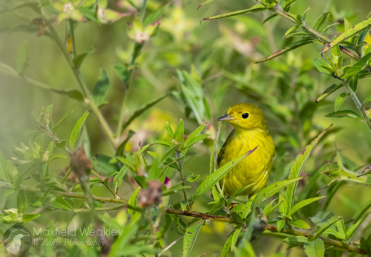 Yellow Warbler (Northern) - ML643602746