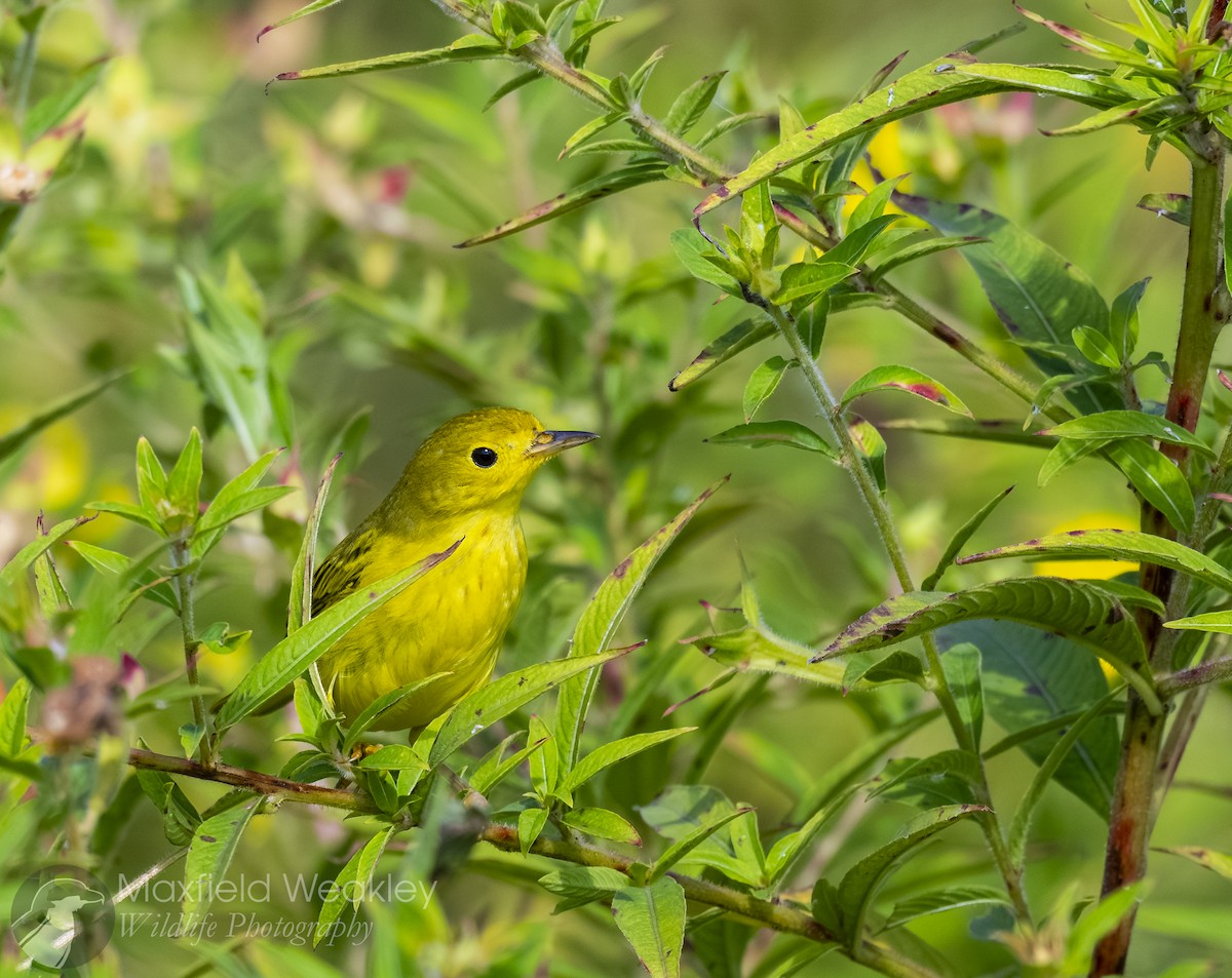 Yellow Warbler (Northern) - ML643602747